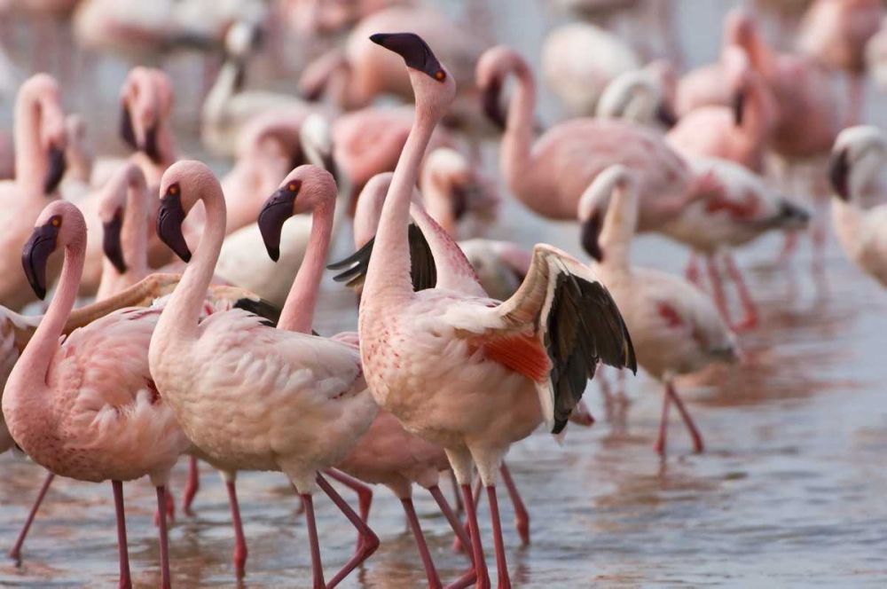 Kenya, Lake Nakuru NP Flamingoson Lake Nakuru